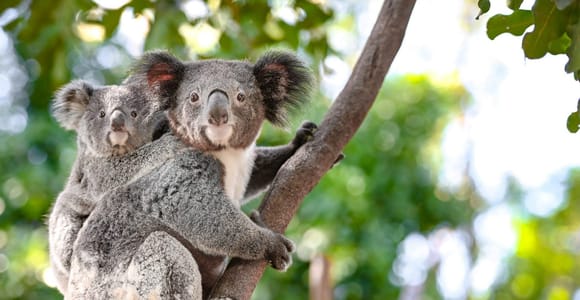 Sydney: Blue Mountains, Scenic World, and Featherdale Tour