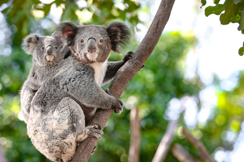 Sydney: Tour privato di Port Stephens