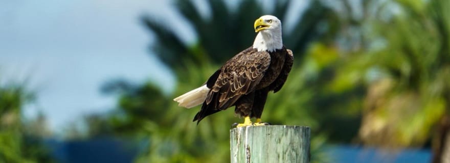 Daytona Beach : sortie en bateau sur la rivière Halifax
