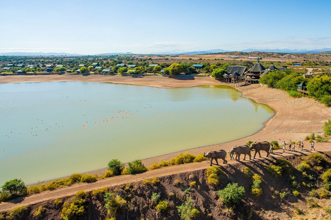 Depuis Le Cap/Stellenbosch : Garden Route et safari, 3 joursForfait chambre dortoir en auberge