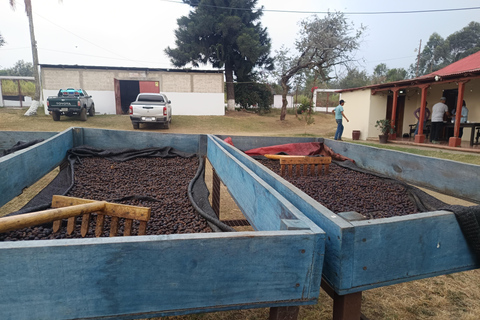 Guatemala City: Volcano-Grown Coffee Tasting Experience
