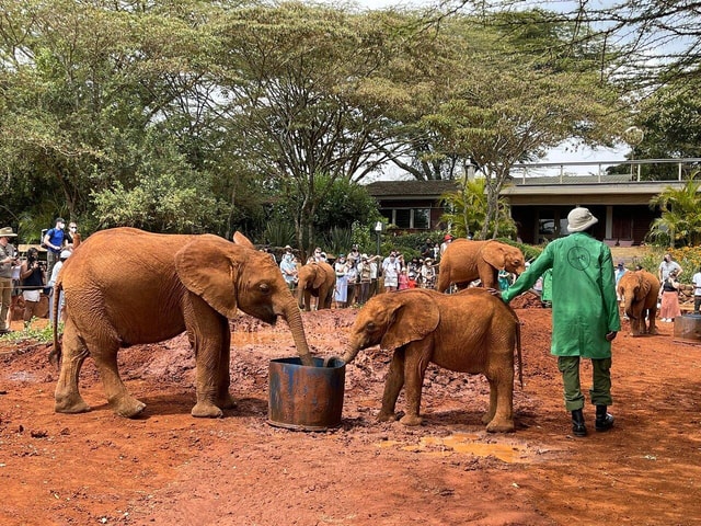 Nairobi: Elephant Orphanage, Giraffe Centre and Karen Blixen