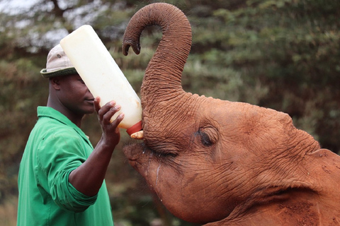 Excursion d'une demi-journée à l'orphelinat des éléphants et au centre des girafes