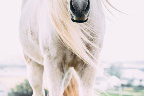 雷克雅达尔尔：家庭与初学者骑马之旅雷克雅达尔尔：家庭及初学者骑马游览