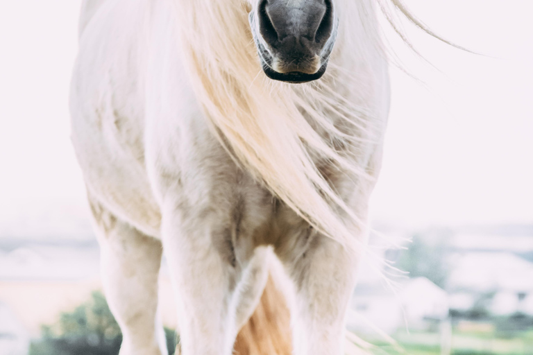 雷克雅达尔尔：家庭与初学者骑马之旅雷克雅达尔尔：家庭及初学者骑马游览