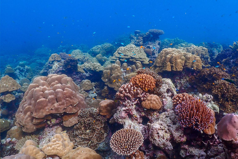 Från Phuket: Snorklingsresa till Surinöarna