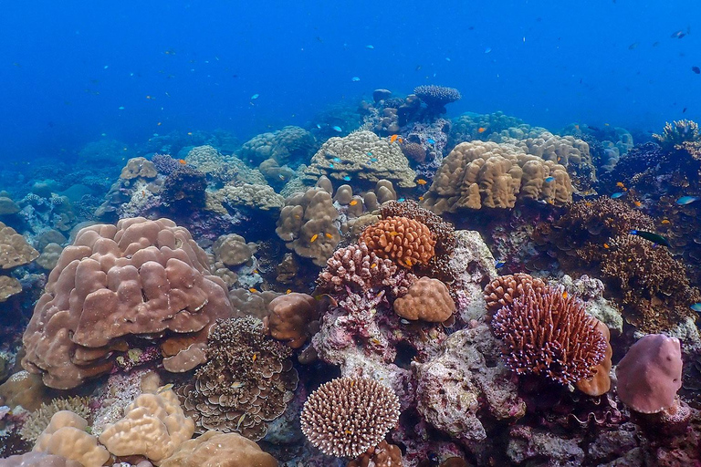 Från Phuket: Snorklingsresa till Surinöarna