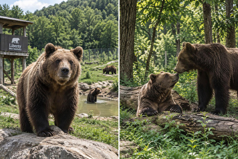 Bucharest Tour: Dracula's Castle, Bear Sanctuary & Brasov PRIVATE MINIVAN : Dracula's Castle, Bear Sanctuary & Brasov