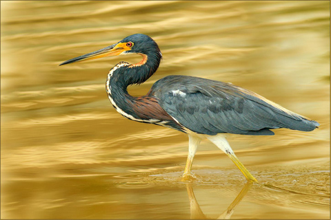 Carara National Park: Beste Tour Carara National Park - Ein Tag