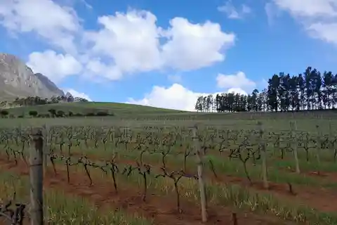 Cape Winelands: Stellenbosch, Franschhoek and Paarl