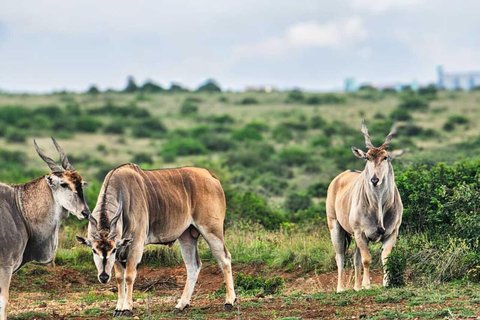 Nairobi National Park Safari Game Drive in a 4x4 Nairobi: National Park 5 Hours Safari in a Shared 4x4 Jeep