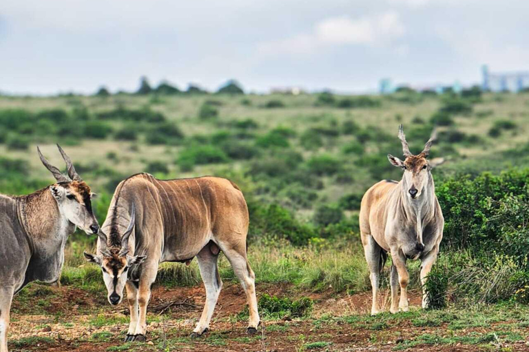 Nairobi National Park Safari Game Drive in a 4x4 Nairobi: National Park 5 Hours Safari in a Shared 4x4 Jeep