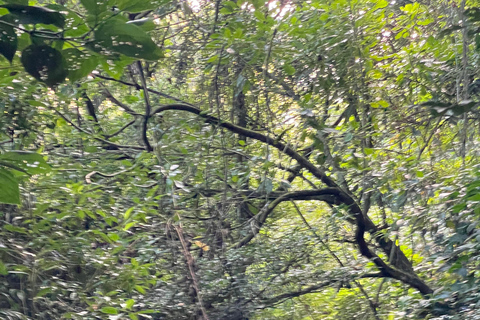 Da Rio: ritiro ecoturistico di 4 giorni con trasferimenti e cabineDa Rio: 4 giorni di eco-turismo con trasferimenti e alloggio in bungalow