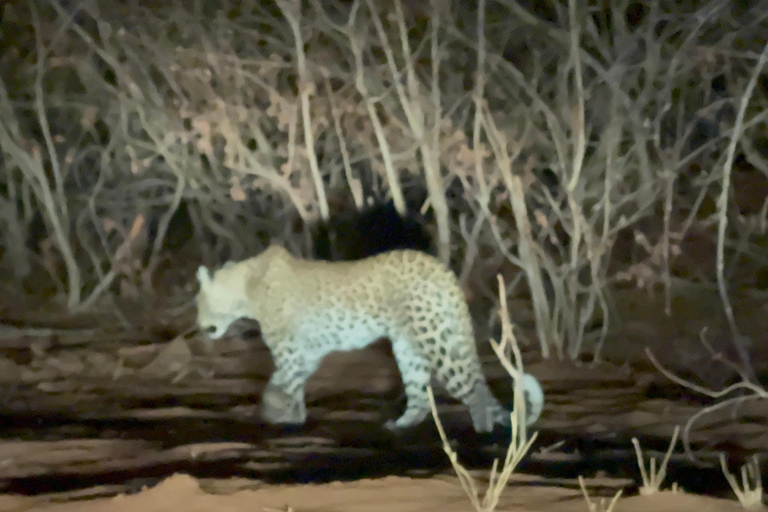 Chobe Overnight Trip (nocna przejażdżka, spacer po wiosce, kemping)