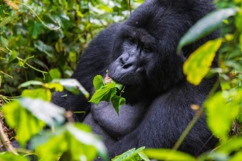 3 Tage Gorilla Trekking und Batwa Trail Safari in Bwindi