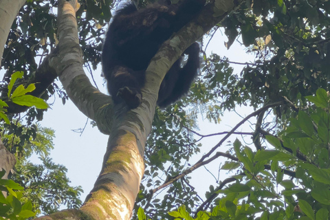 Excursion d&#039;une journée au lac Bunyonyi et dans la forêt de Kalinzu pour un trekking avec les chimpanzés