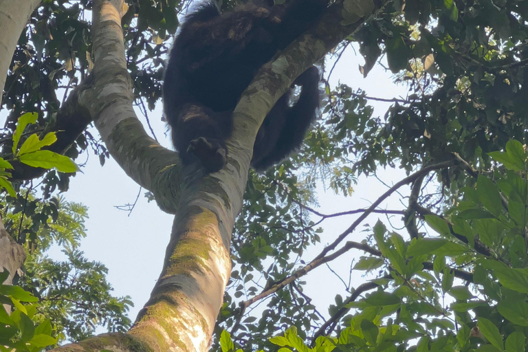 Excursion d&#039;une journée au lac Bunyonyi et dans la forêt de Kalinzu pour un trekking avec les chimpanzés