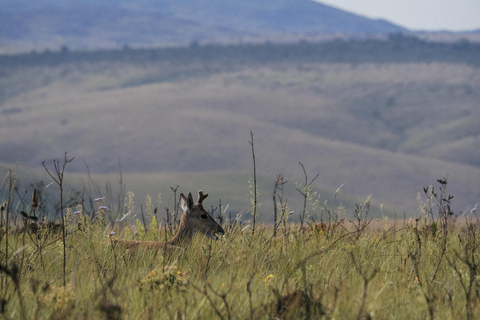From São Paulo: 5-Day Serra da Canastra Wildlife Safari