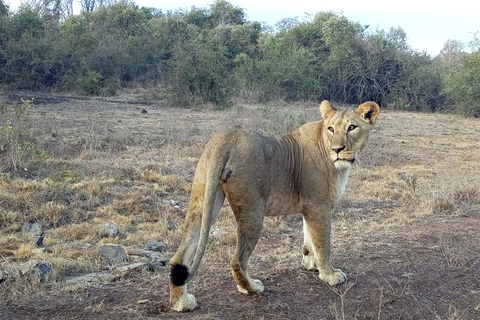 Excursión de un día al Parque Nacional Amboseli desde NairobiOpción Estándar