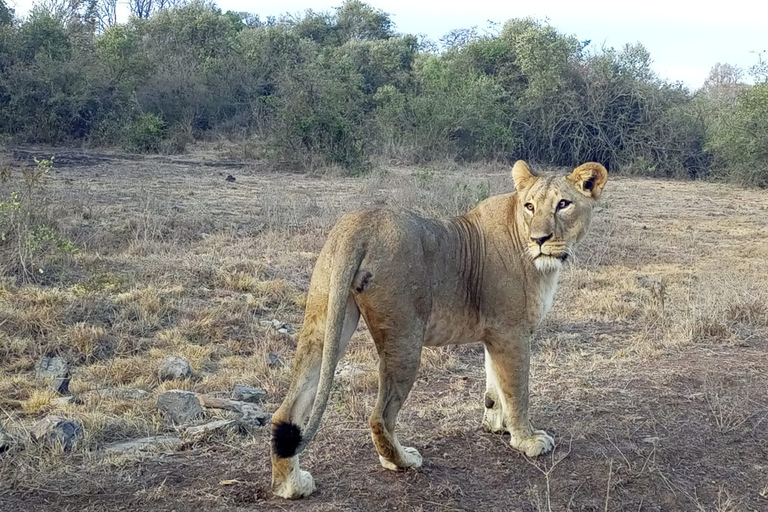 Excursión de un día al Parque Nacional Amboseli desde NairobiOpción Estándar