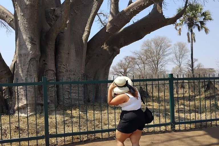 Victoria Falls: Guided Tour, Bridge, & Big Tree Visit