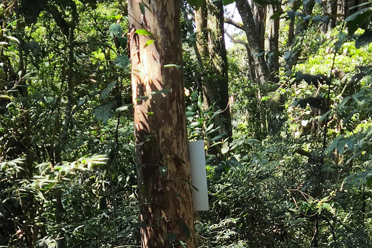 Rio de Janeiro: Tijuca Caves Guided Hike with Park Entry