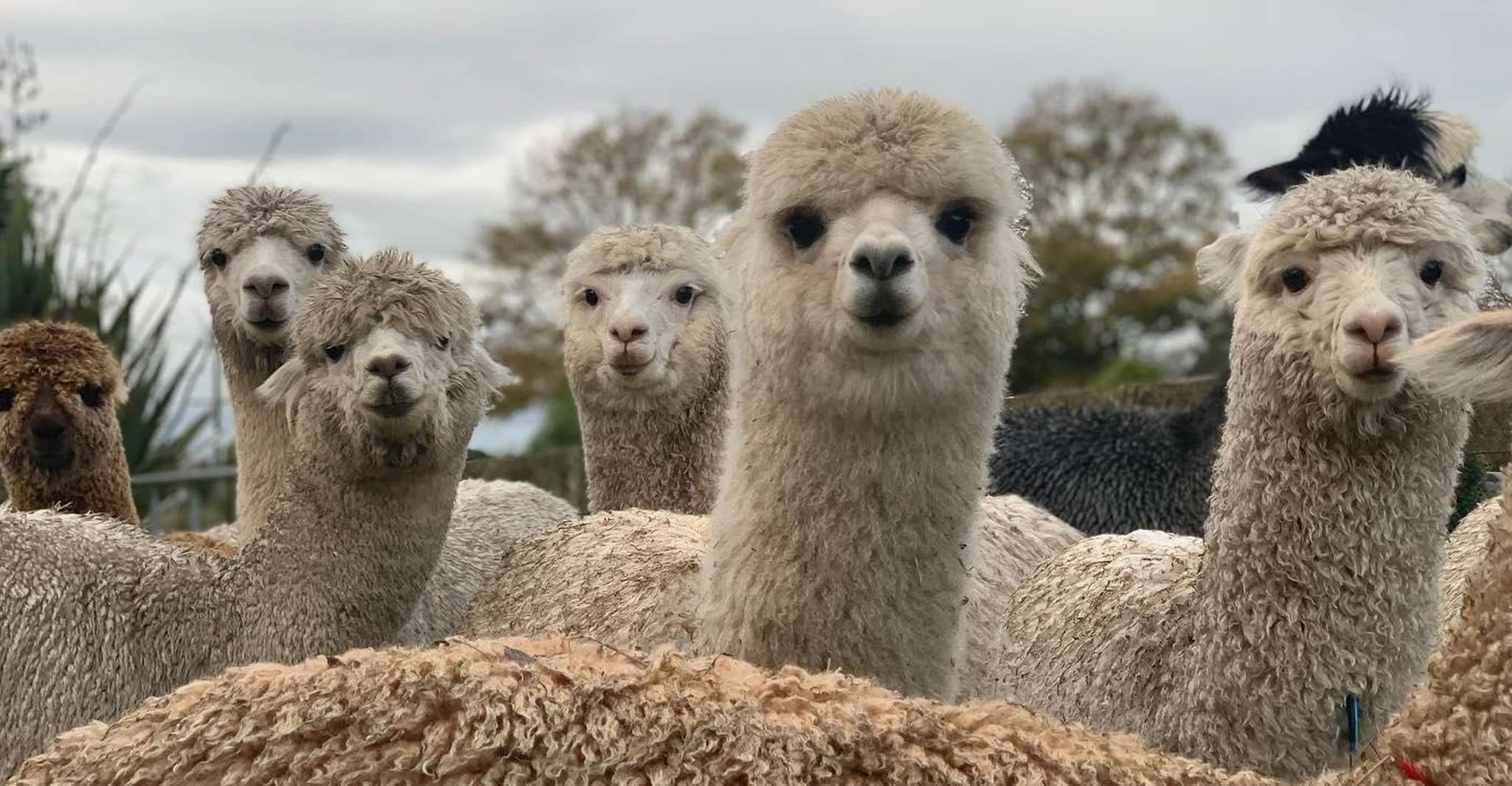 Classic Alpaca Tour in New Zealand - Housity