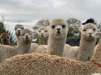 Classic Alpaca Tour in New Zealand - Housity