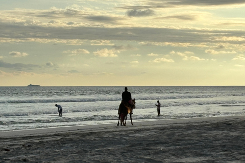 Salalah: Passeio a cavalo na praia com recolha e entrega no hotel60 minutos de passeio a cavalo na praia