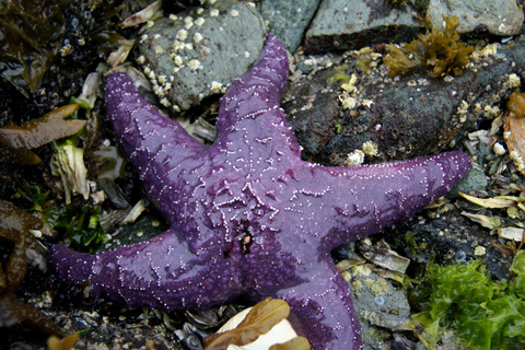 Ketchikan, Alaska: The Mountain Point Snorkeling Adventure Ketchikan, Alaska: Snorkeling Tour all inclusive. 3 Hours.
