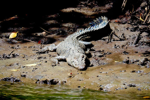 Cairns: Daintree Rainforest & Cape Tribulation Minibus Tour Cairns CBD Hotel Pickup