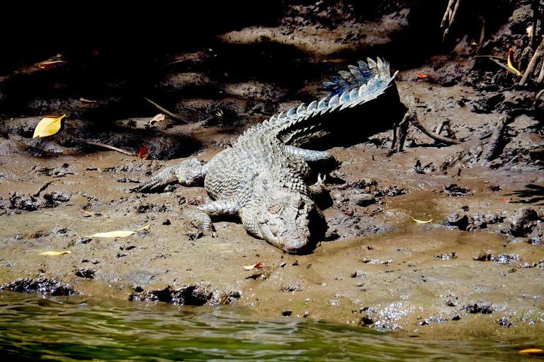 Cairns: Daintree Rainforest & Cape Tribulation Minibus Tour Cairns CBD Hotel Pickup