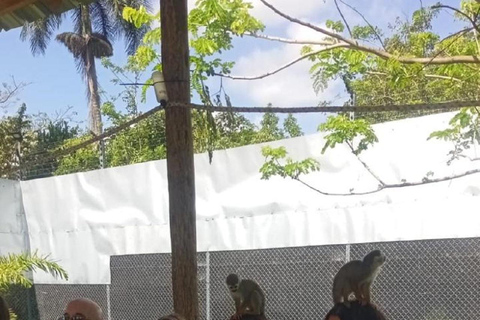 Puerto Plata: Monkey Home Encounter Adventure