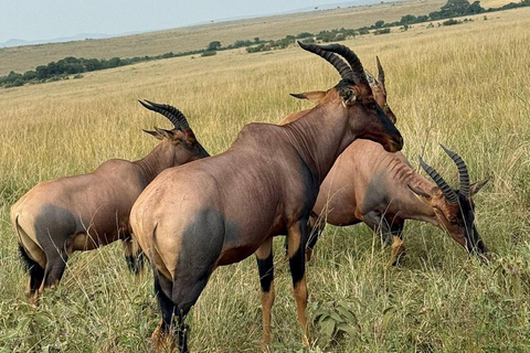 Nairobi: 3-Day epic trip to Maasai Mara Reserve with meals 3 days, 2 nights private safari to Mara in a tourist VAN