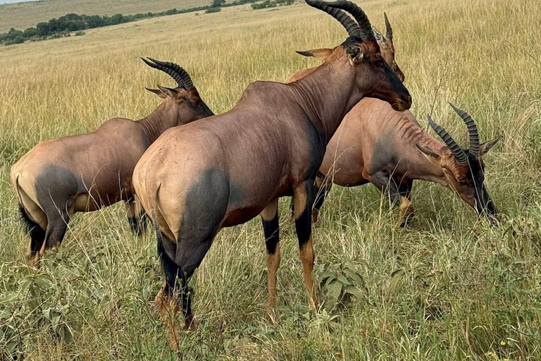 Nairobi: 3-Day epic trip to Maasai Mara Reserve with meals 3 days, 2 nights private safari to Mara in a tourist VAN