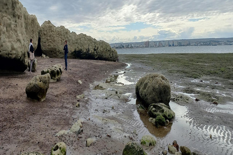 Puerto Madryn: Punta Loma Sea Lion Reserve Tour with Pickup