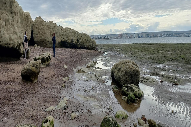 Puerto Madryn: Punta Loma Sea Lion Reserve Tour with Pickup