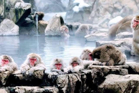 Tokyo: Nagano Day Trip with Snow Monkey Park & Temple.