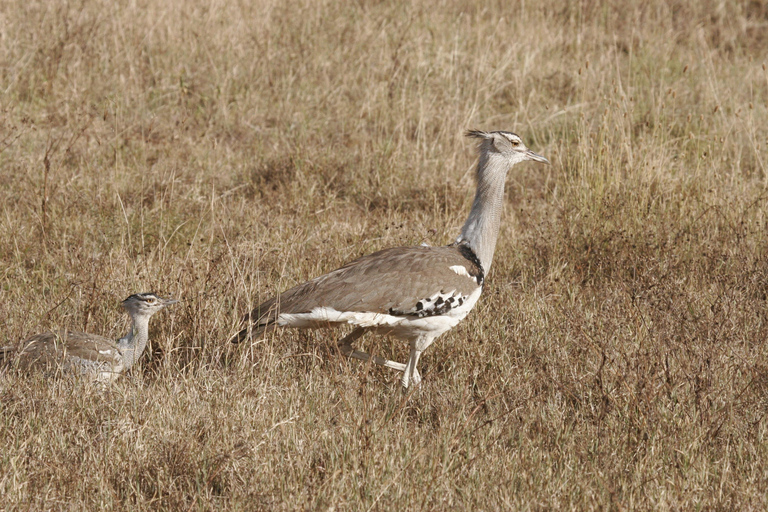 Tanzânia: Safári de 7 dias com acampamento no Serengeti e NgorongoroTanzânia: Safari de 7 dias com acampamento no Serengeti e Ngorongoro
