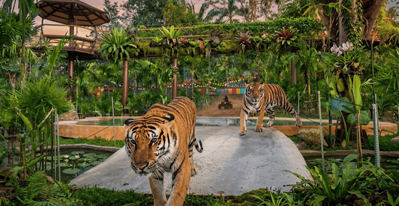 Phuket:Tiger Park Safari,Big Buddha,ATV,Elephants & Old Town