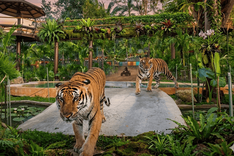 Phuket:Tiger Park Safari,Big Buddha,ATV,Elephants & Old Town Mid Morning City+ Tiger Canopy Forest Safari & Feeding Guide