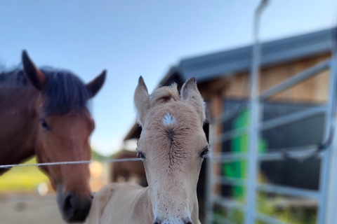 Plitvice: Horseback Riding Tour with Cave Entry Ticket Ride to Barać Caves (Half‑day Horseback Tour)