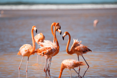 From Merida: Las Coloradas, Rio Lagartos & Beach Tour Desde Mérida: Tour Las Coloradas, Rio Lagartos y Playa