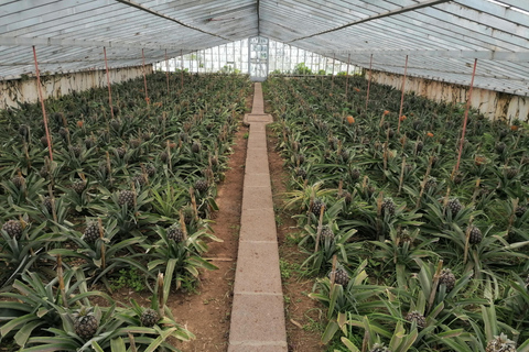 Mezza giornata al lago di fuoco, ananas e tè in SUVPrivato - Mezza giornata al lago di fuoco, ananas e tè in SUV