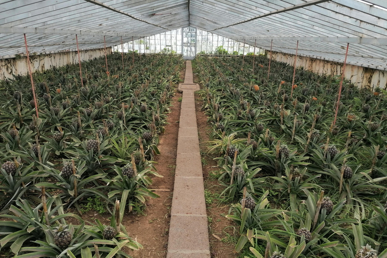 Mezza giornata al lago di fuoco, ananas e tè in SUV