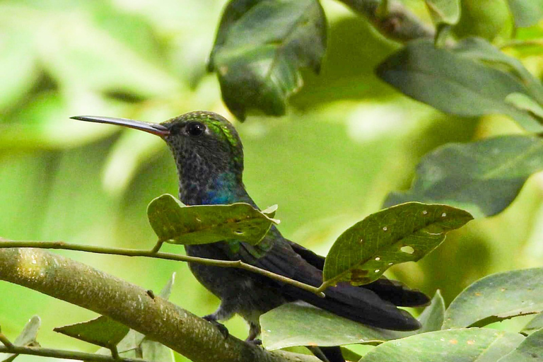 Birdwatching excursion 1.5 hours Tambopata Corridor