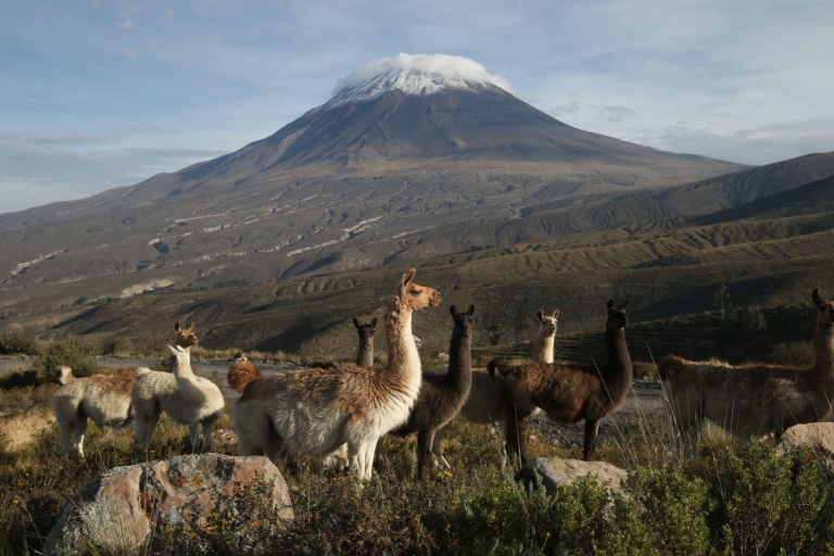 Arequipa: Hele dag Colca Canyon Tour met transfer naar Puno