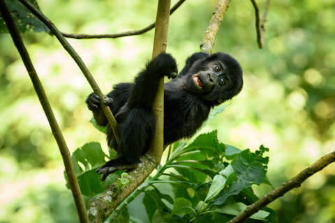 1 journée de visite à Bwindi pour le trekking des gorilles à partir de Kigali