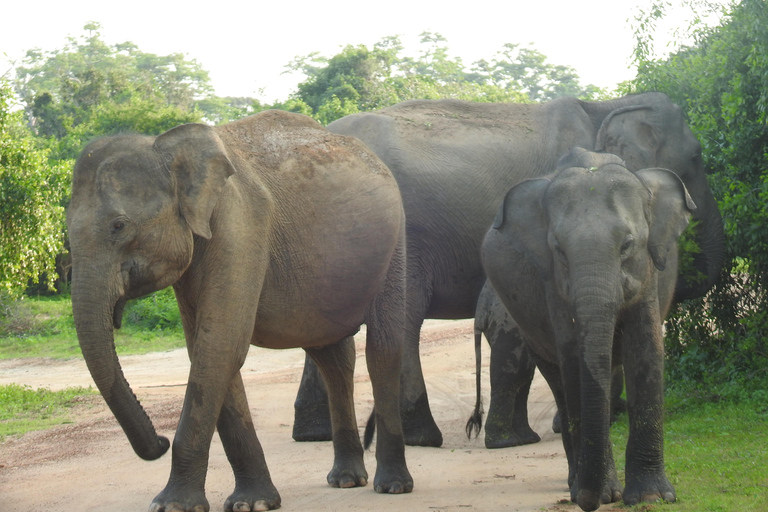 From Waligama, Mirissa, Tangalle, Yala safari & drop to Ella Yala Full day safari