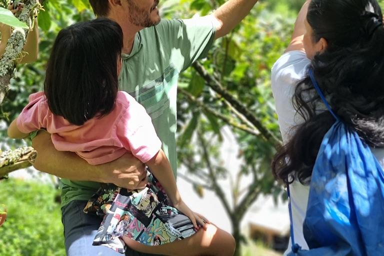 Medellin: Chocolate Farm Private Tour w/Workshop and Tasting